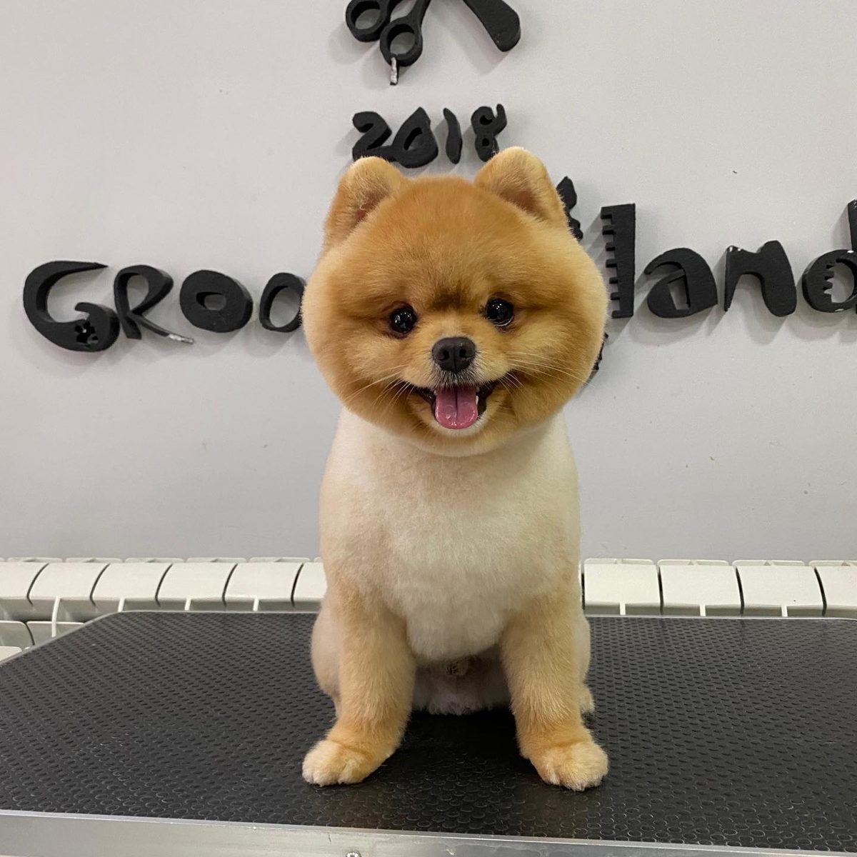 Pomeranac posle šišanja ispred natpisa GroomingLand